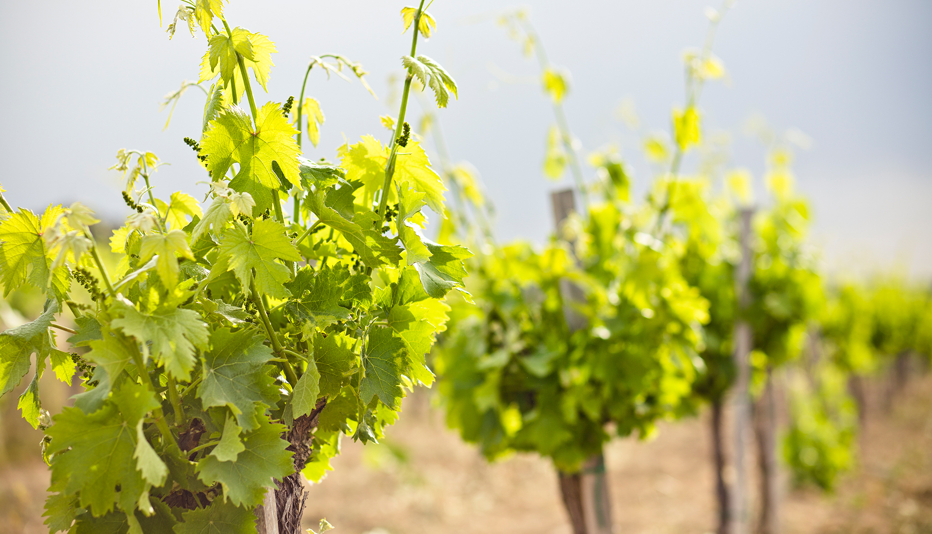 sliderOurVineyards