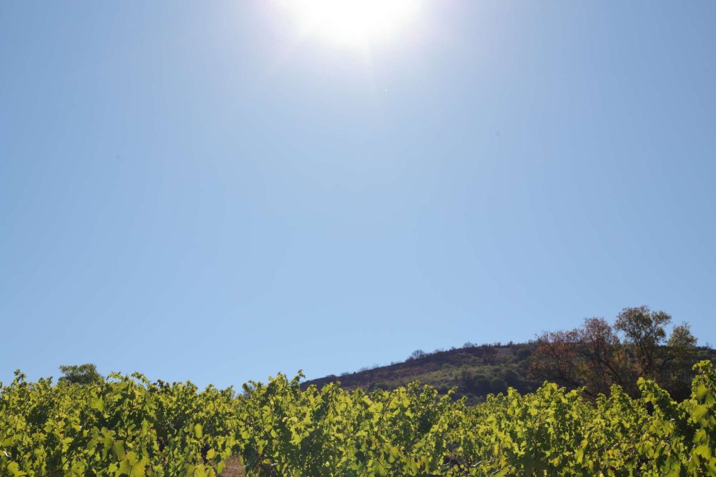 ETCETERA- Sunshine in a bottle article